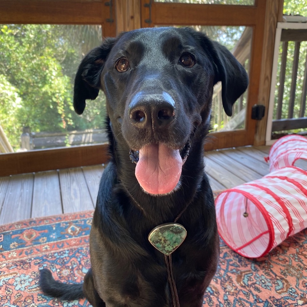 Meet your Posher, Cameron